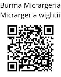 Image result for Micrargeria