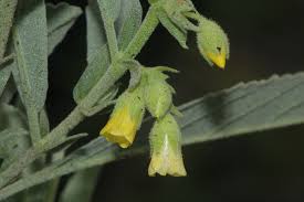 Image result for Malvaceae: Byttnerioideae, Helicteroideae