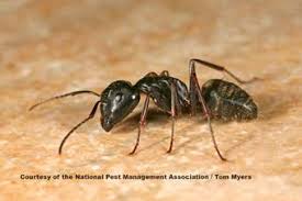 Information On Ants In Houses The Three Most Common Types