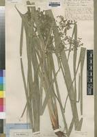Image result for Cyperus renschii