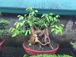 Roadside Bonsai Sales Tagaytay Philippines Bonsai Plants Bougainvillea Bonsai Bonsai