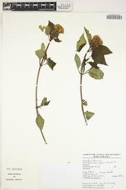 Image result for Monanthotaxis orophila