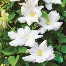 Image result for Clematis commutata