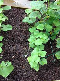 What animal eats cucumbers in the garden. Cucumber Plant Problems Identification And Organic Solutions