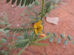 Image result for Chamaecrista fenarolii