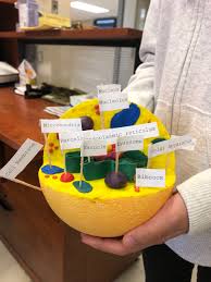 Styrofoam activities are an excellent way to learn more about science. Pauline Johnson Elementary School On Twitter Another Gr 8 Science Project An Animal Cell Made From Styrofoam And Plasticine Great Job