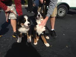 Bernese mountain dog puppies love children but tend to attach themselves to one person at a time. Low Cost Dog And Cat Shots In Northern California Bernese Pups Get Shots Citrus Heights Ca Low Cost Dog And Cat Shots In Northern California