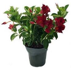 Mandevilla Plant Care Tips For Growing And Training Mandevilla Vine Jasmine Plant Strawberry Plants Plants