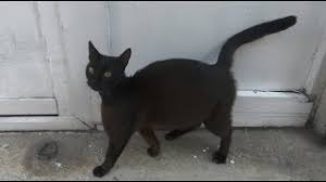 We did not find results for: Pregnant Black Cat Wants Food And Love Youtube