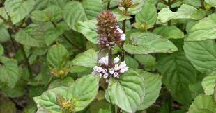 Minze Pflanzen Blumentopf Als Wurzelsperre Minze Pflanzen Pfefferminze Pflanzen Pflanzen