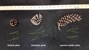 It will grow up to 80ft tall + and 25 ft or more wide, its large spreading root system is very wind firm, but its branches are slightly brittle and can be damaged by snow, ice, and windstorms. Why Are My Pine Trees Turning Brown Msu Extension