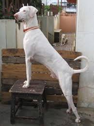 Rajapalayam Indian Sighthound Unique Dog Breeds Dog Breeds Dog Rules Tamil nadu's native dog breed 'chippiparai' that found a mention in prime minister narendra modi's 'mann ki baat' radio address could run very fast and jump upto 10 feet at one go with ease. unique dog breeds dog breeds dog