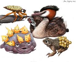 [Image: images?q=tbn:ANd9GcRJILgszXHod2rJvHeFBXz...35UW7zVaIw]