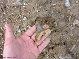 A trip to this fossil beach in south carolina is an adventure like no other. Coastal South Carolina Fossil Hunting