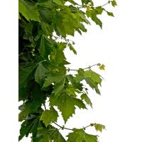Because there are very curved leaves if you're thinking of using leaf png on a website, i suggest you reduce the size first. Download Leaves Free Png Photo Images And Clipart Freepngimg