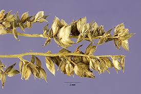 Image result for Eragrostis echinochloidea