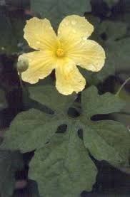 Image result for Momordica mossambica
