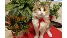 Kedi Ilanlari Kedi Sahiplendirme Ucretsiz Kedi Sahiplendirme
