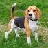 Beagle Puppies for Sale Near Me from Vetted Beagle Breeders