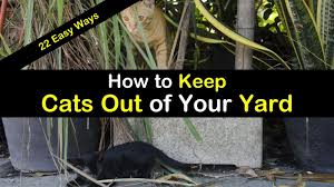 To follow recipe 3, put in citronella, rue, rosemary or garlic and chives into an herb garden. How To Keep Cats Out Of Your Yard 22 Easy Ways