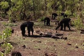 The neck of a gorilla is a small target that is well defended by their large muscular shoulders. Chimps Beat Up Murder And Then Cannibalise Their Former Tyrant New Scientist