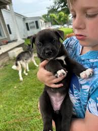 Husky Corso mix puppies for adoption