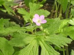 Image result for Geranium aculeolatum