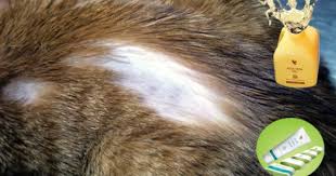Alopecia In Cats You Learn To Cope With Cat Hair On Your Favourite Sweater But If You Notice Your Cat Is Cat Skin Problems Cat Skin Forever Living Products