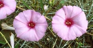 Image result for Ipomoea lapathifolia