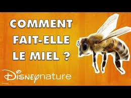 Comment Les Abeilles Fabriquent Elles Du Miel Youtube Abeille Miel Abeille Miel