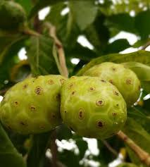 Image result for Morinda citrifolia