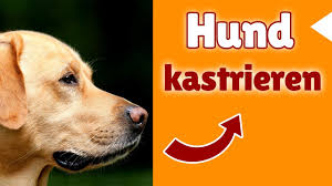 Daneben gibt es jedoch weitere gründe, die für eine kastration sprechen. Hund Kastrieren Macht Kastration Beim Hund Sinn Oder Ist Es Unsinn Youtube