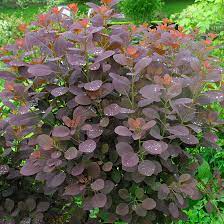We did not find results for: Cotinus Finegardening