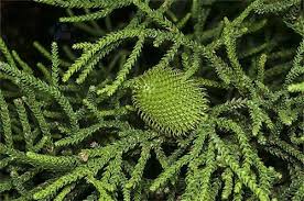 Image result for Araucaria cunninghamii