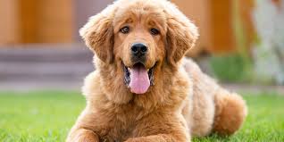 Our grandchildren, who call themselves the puppy tamers help us socialize them. The Most Expensive Dog Breeds In The World Ranked It S Rosy