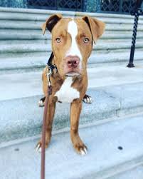 The pit bull and mastiff combination yield a hybrid mix that is gentle and affectionate to its family. All You Need To Know About The Powerful Pitbull Mastiff Mix K9 Web