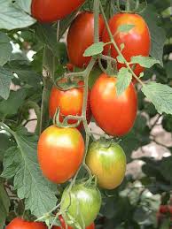 Zu meinen favoriten gehört auch noch die sorte green zebra. Tomaten Reifen Nicht Am Stielansatz Phlora De