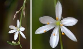 Violet, pink and white flowers. Spider Plant Chlorophytum Comosum Wisconsin Horticulture