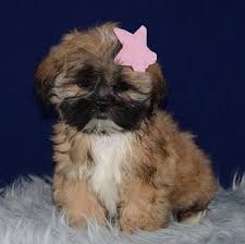 1,289 likes · 56 talking about this. Shih Tzu Puppies For Sale In Pa Shih Tzu Puppy Adoptions