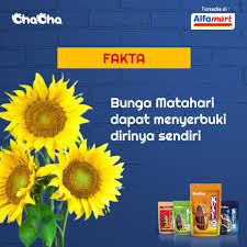 Bunga krisan sudah ada sejak lama. Kuacichacha Bunga Matahari Dapat Melakukan Penyerbukan Facebook