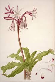 Image result for Liliaceae