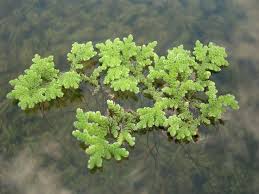 Image result for Azolla pinnata