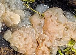 Image result for Exidia nucleata