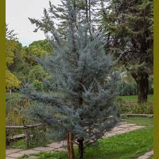 Image result for Cupressus arizonica