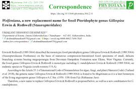 Image result for Justicia fittonioides