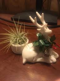 Think of all the popular restaurants you know and their names: What Should I Name My Air Plant Namethisthing