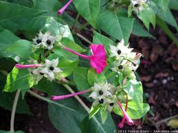 Image result for Nyctaginaceae