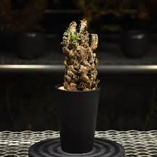 Image result for Euphorbia mlanjeana