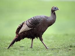 The red fleshy bits hanging off turkeys' beaks are called snoods, not to be confused with wattles, the fleshy bits under the neck that richard the lawyer on ally mcbeal fetishized. Wild Turkey Identification All About Birds Cornell Lab Of Ornithology