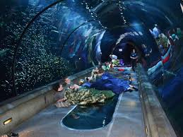 Aquarium Clipart Tunnel Aquarium Tunnel Transparent Free For Download On Webstockreview 2021